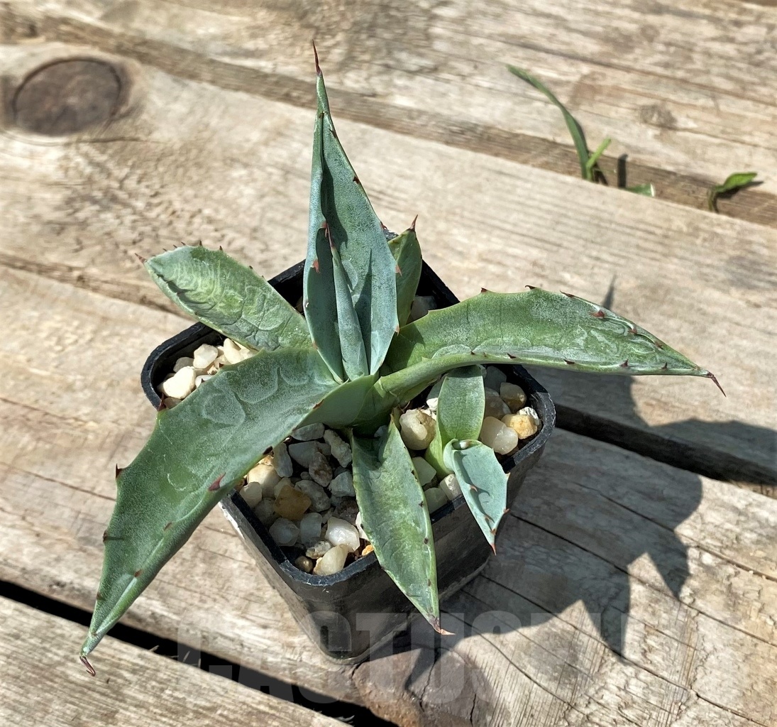 SHPR2346 Agave havardiana (Havard Agave) - Imagen 2