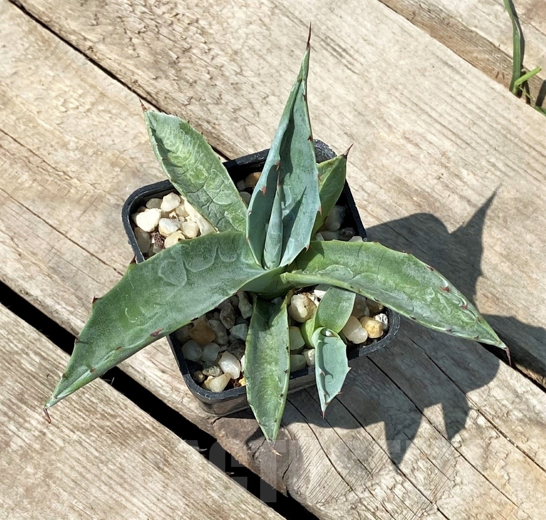 SHPR2346 Agave havardiana (Havard Agave) - Imagen 3