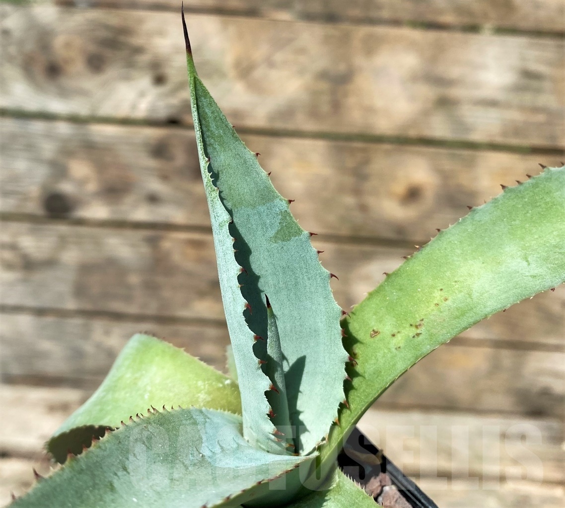 SHPR2354 Agave scaposa