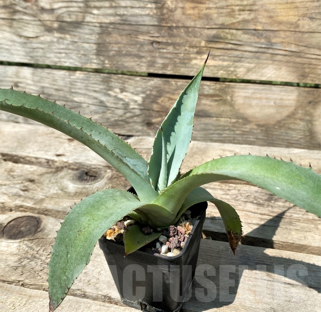 SHPR2354 Agave scaposa - Image 2