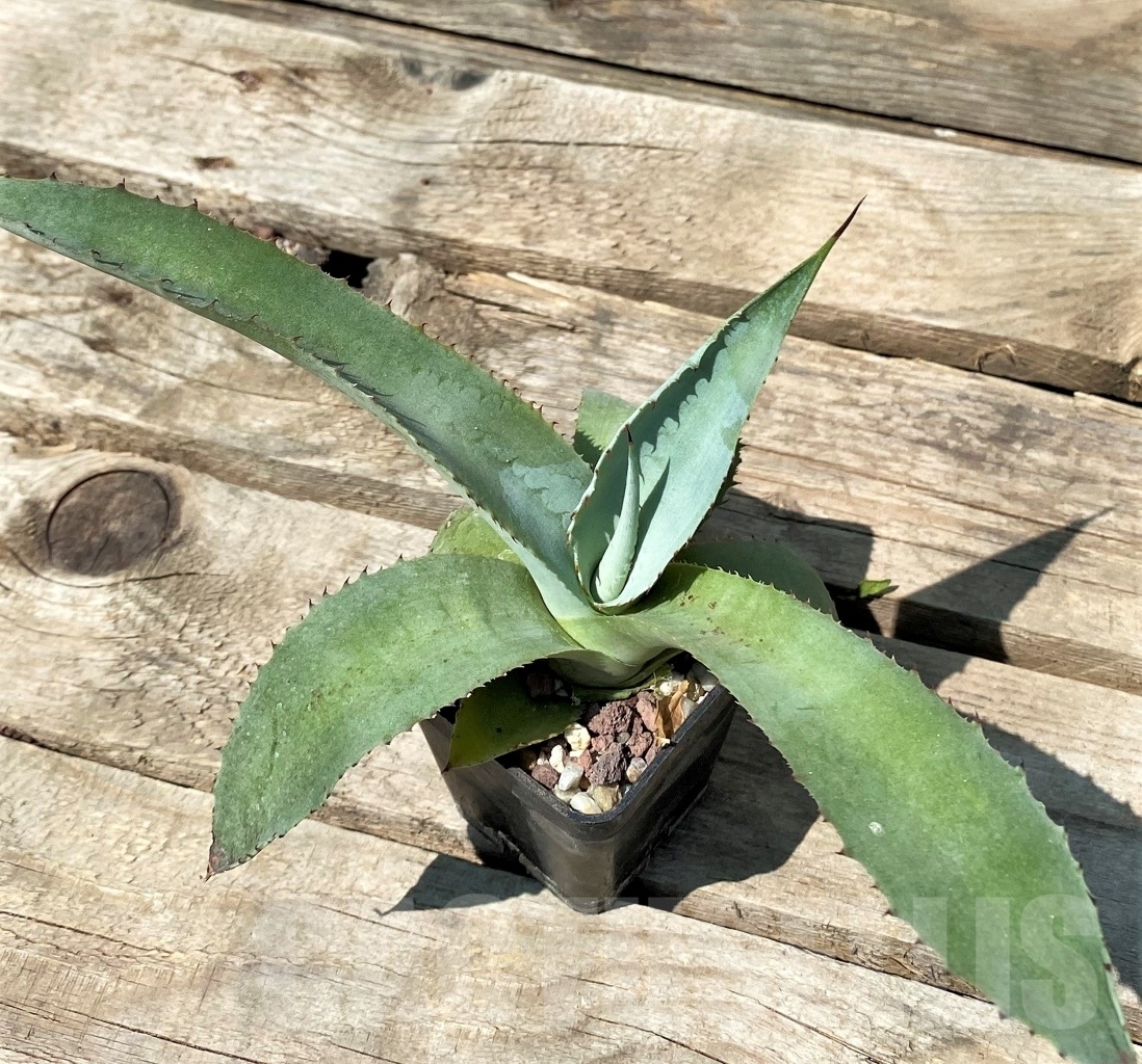 SHPR2354 Agave scaposa - Image 3