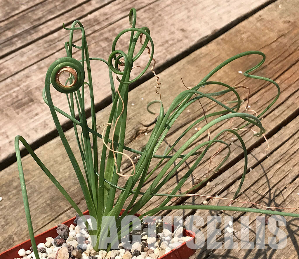 LOT149 100 SEEDS Albuca spiralis 2021-2022