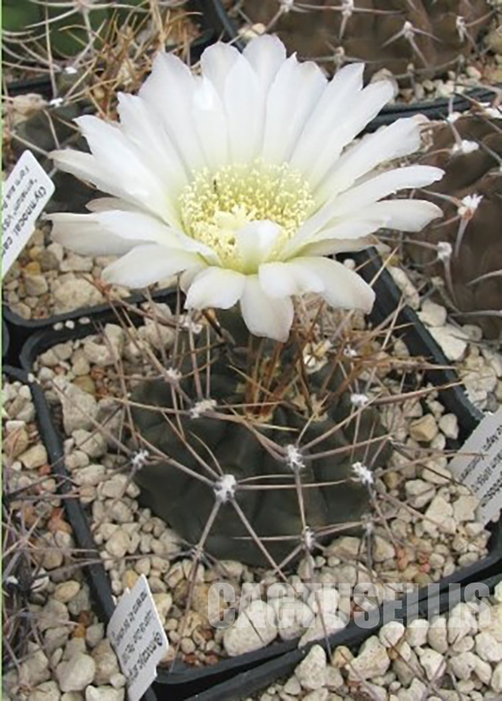 LOT162 10 SEEDS Gymnocalycium gibbosum v. brachypetalum WP 89-55/70, Ruta 53, Guardia Mitre, Rio Negro, Argentina 80m