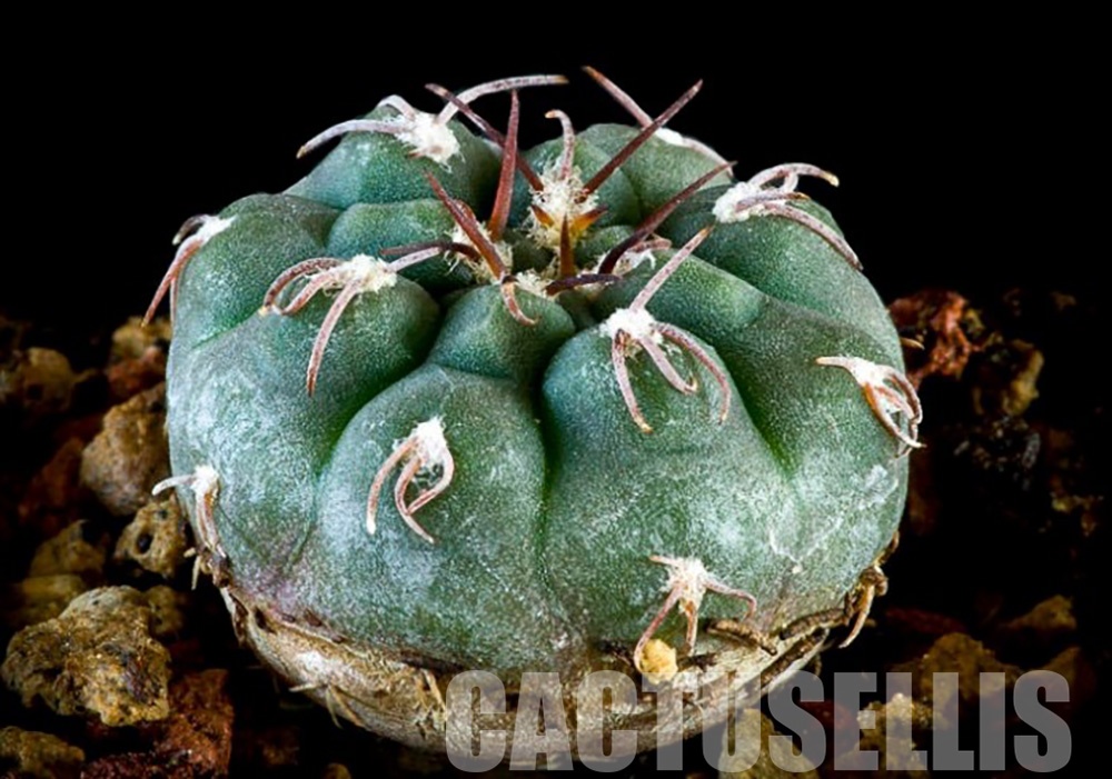 LOT166 10 SEEDS Gymnocalycium glaucum ssp ferrarii (mucidum v. ferrarii ...