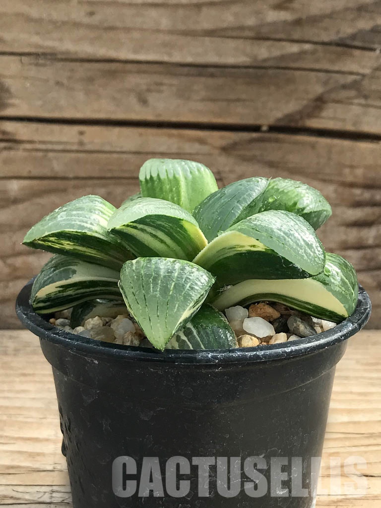 SHPR2377 Haworthia springbokvlakensis var."Poker" - 画像 (3)