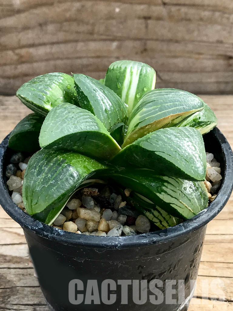SHPR2377 Haworthia springbokvlakensis var."Poker" - 画像 (4)