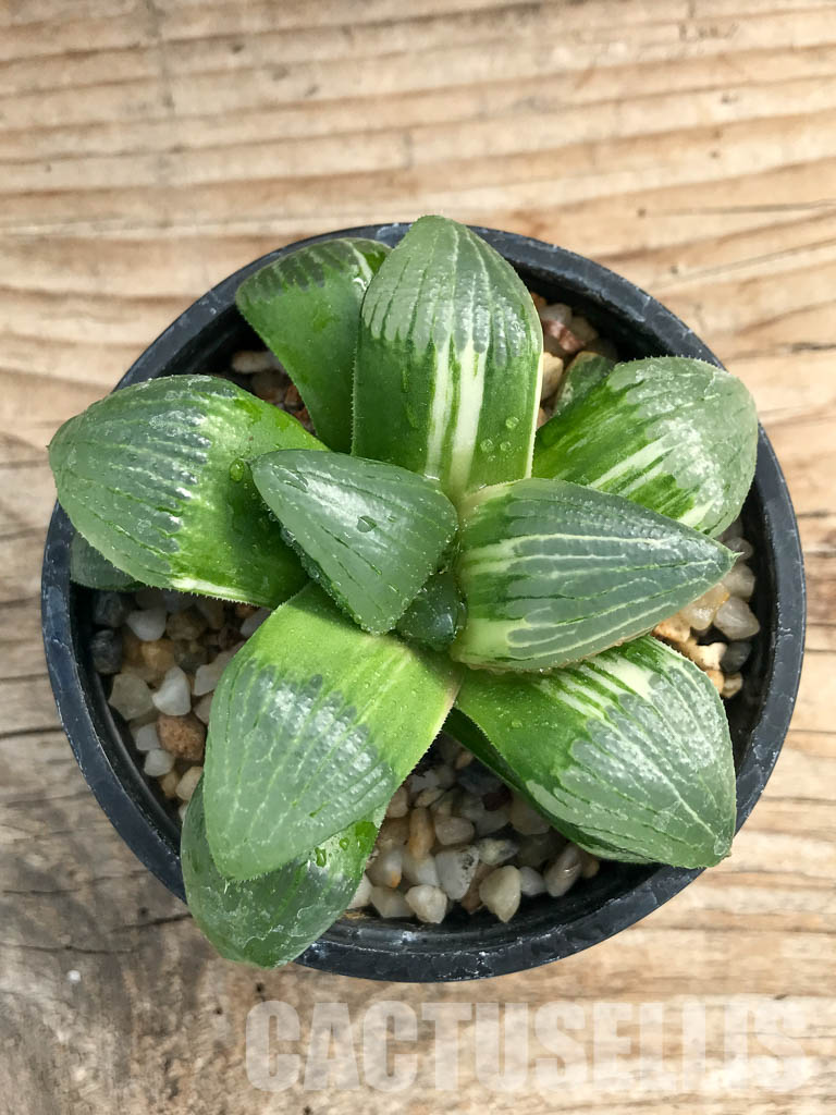 SHPR2377 Haworthia springbokvlakensis var."Poker"