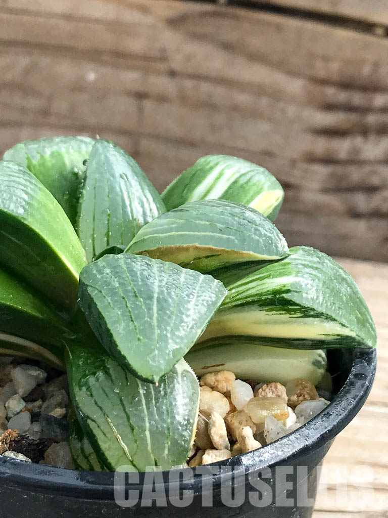 SHPR2377 Haworthia springbokvlakensis var."Poker" - 画像 (2)