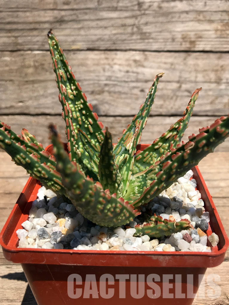 SHPR2396 Aloe 'Candy Corn' hybrid