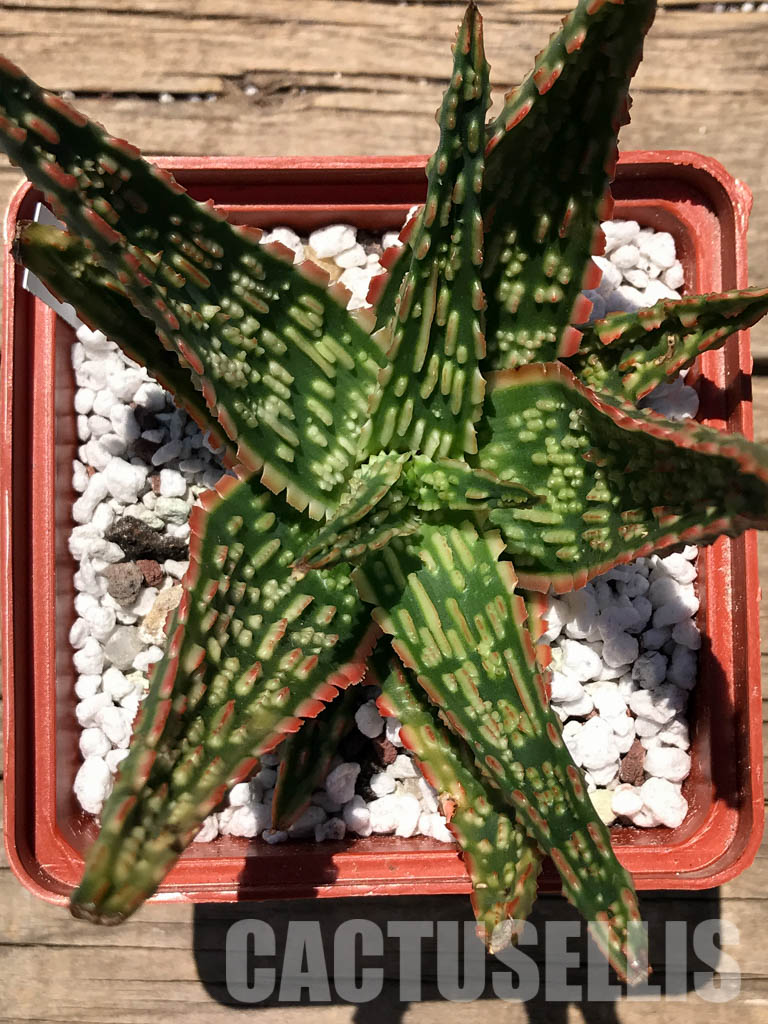 SHPR2396 Aloe 'Candy Corn' hybrid