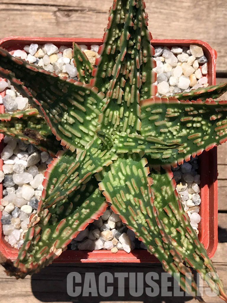 SHPR2396 Aloe 'Candy Corn' hybrid