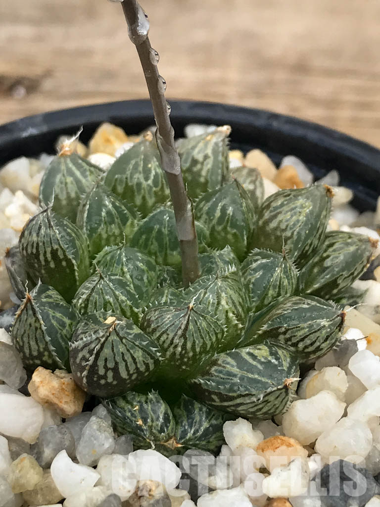 SHPR2416 Haworthia 'Mirror Ball'