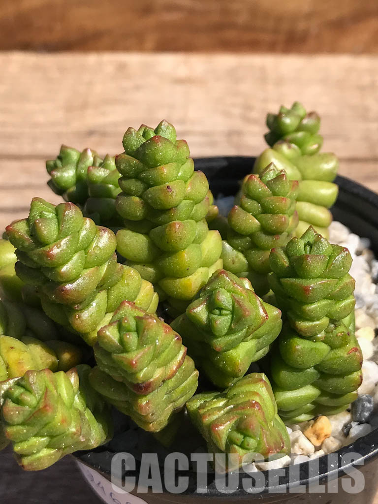 SHPR2462 Crassula marchandii - Image 2