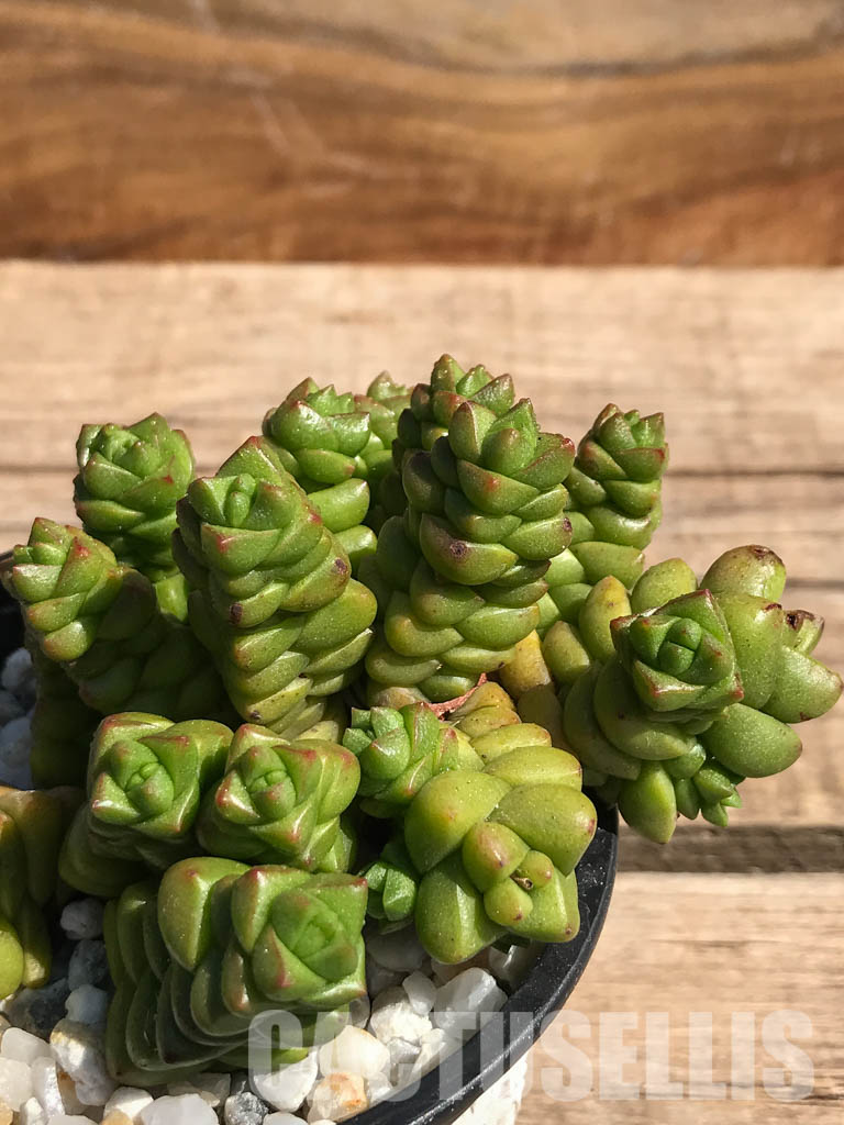 SHPR2462 Crassula marchandii - Image 3