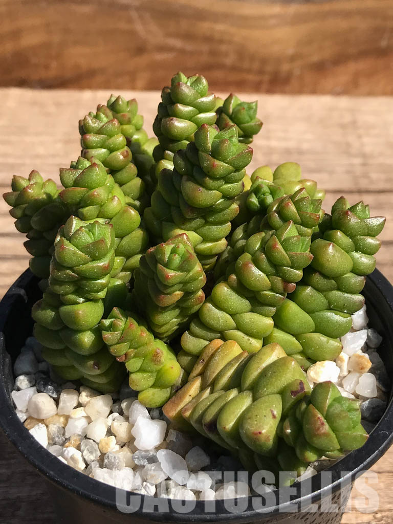 SHPR2462 Crassula marchandii - Image 4