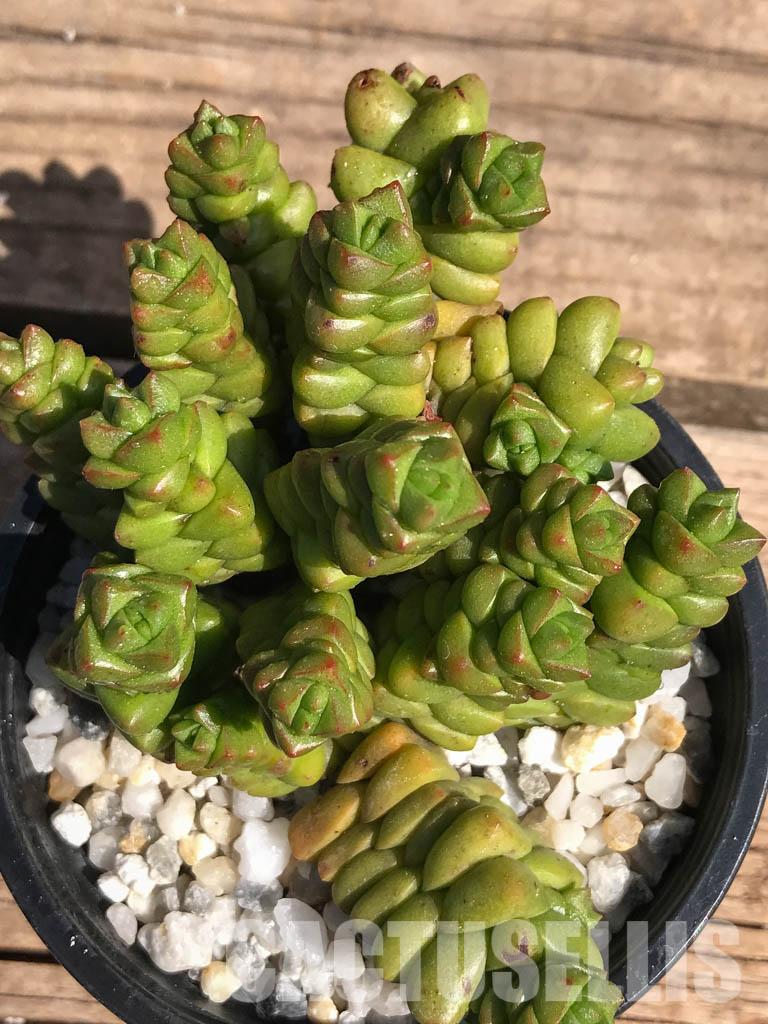 SHPR2462 Crassula marchandii - Image 5