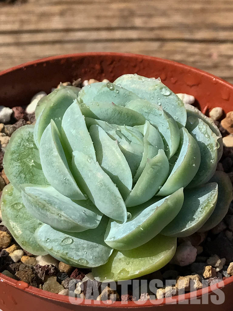 SHPR2467 Echeveria "Hanatsukiyo" - Image 2