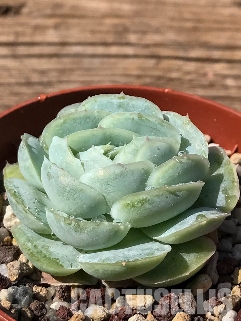 SHPR2467 Echeveria "Hanatsukiyo" - Image 3