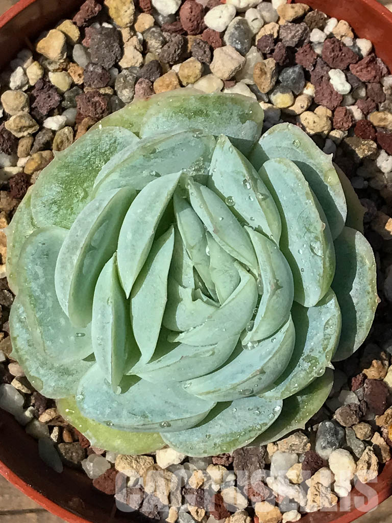 SHPR2467 Echeveria "Hanatsukiyo" - Image 4