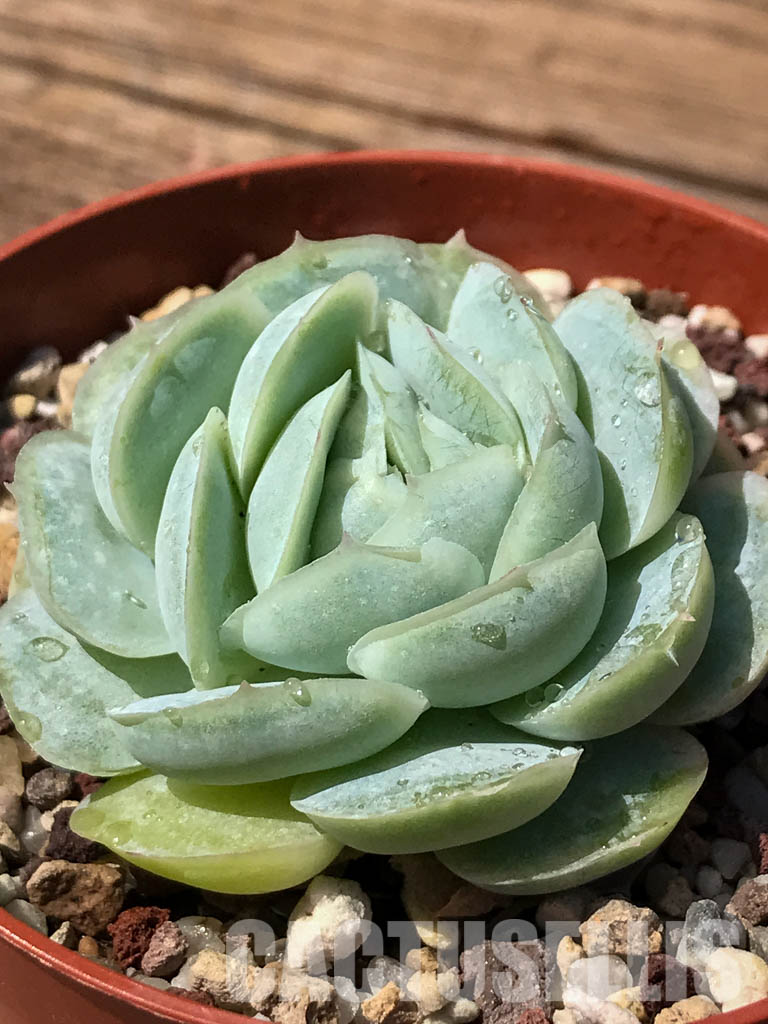 SHPR2467 Echeveria "Hanatsukiyo" - Image 5