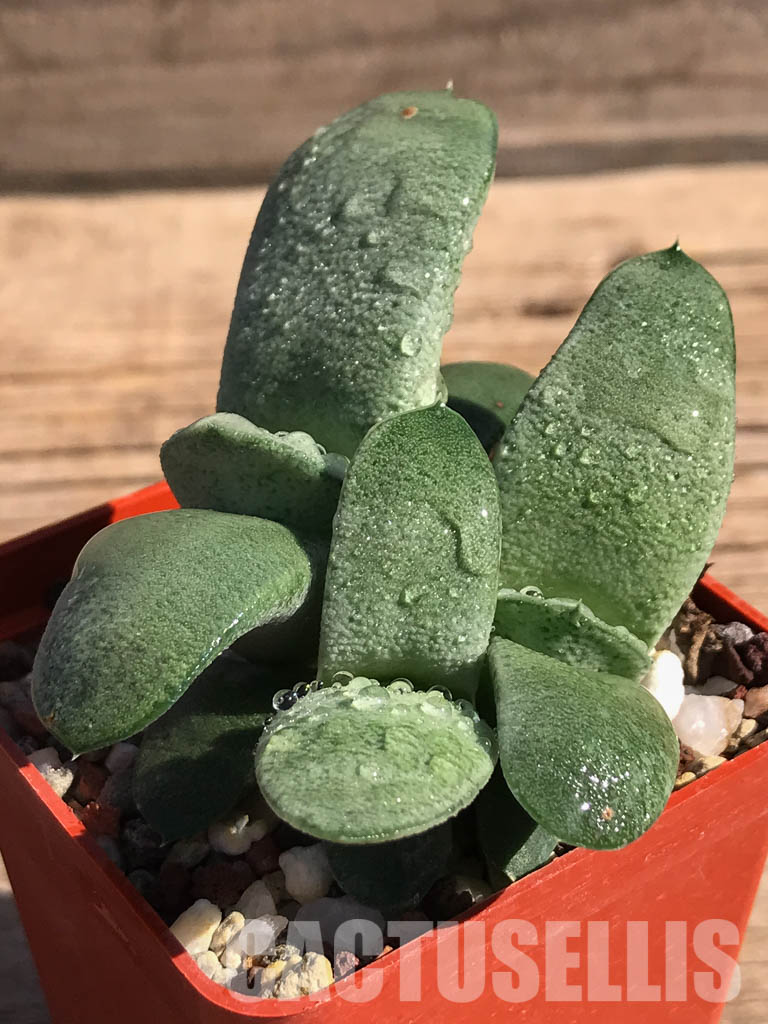 SHPR2509 Gasteria glomerata ex. Japan clone - Obrázek 6