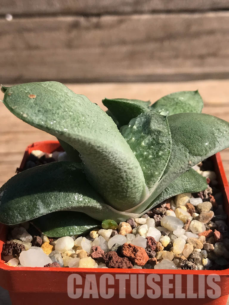 SHPR2509 Gasteria glomerata ex. Japan clone