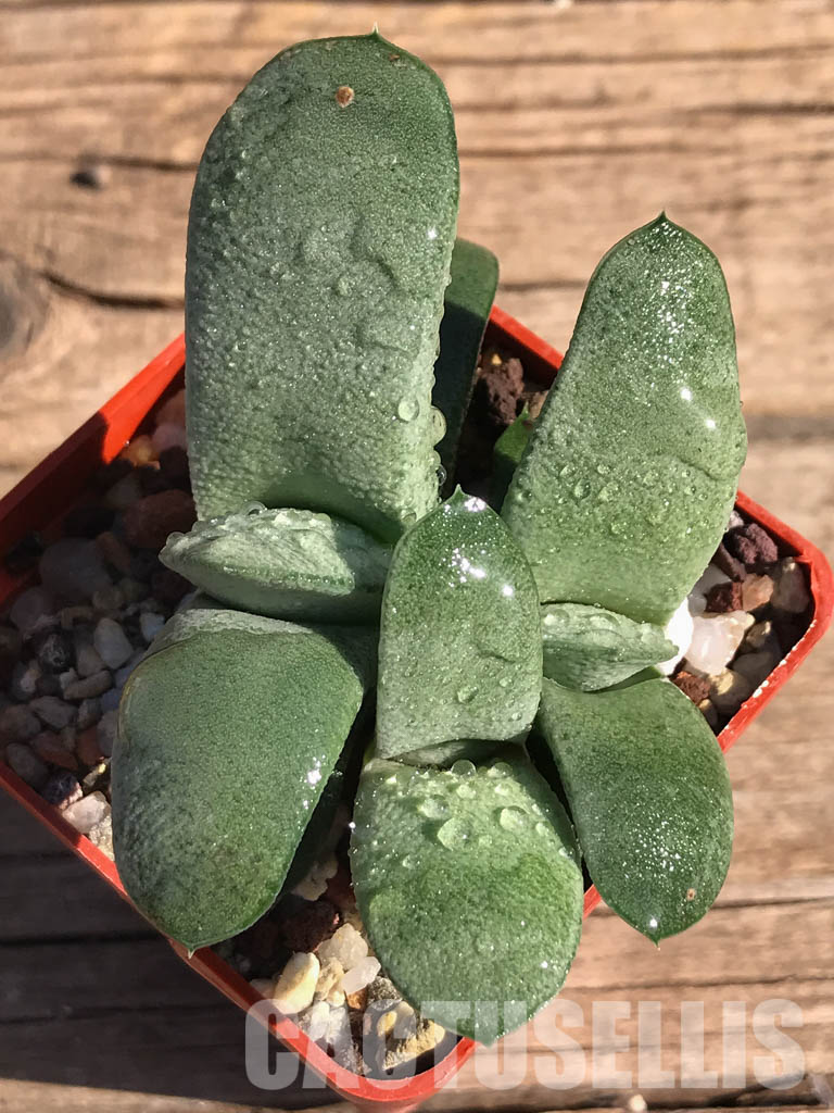 SHPR2509 Gasteria glomerata ex. Japan clone - Obrázek 3