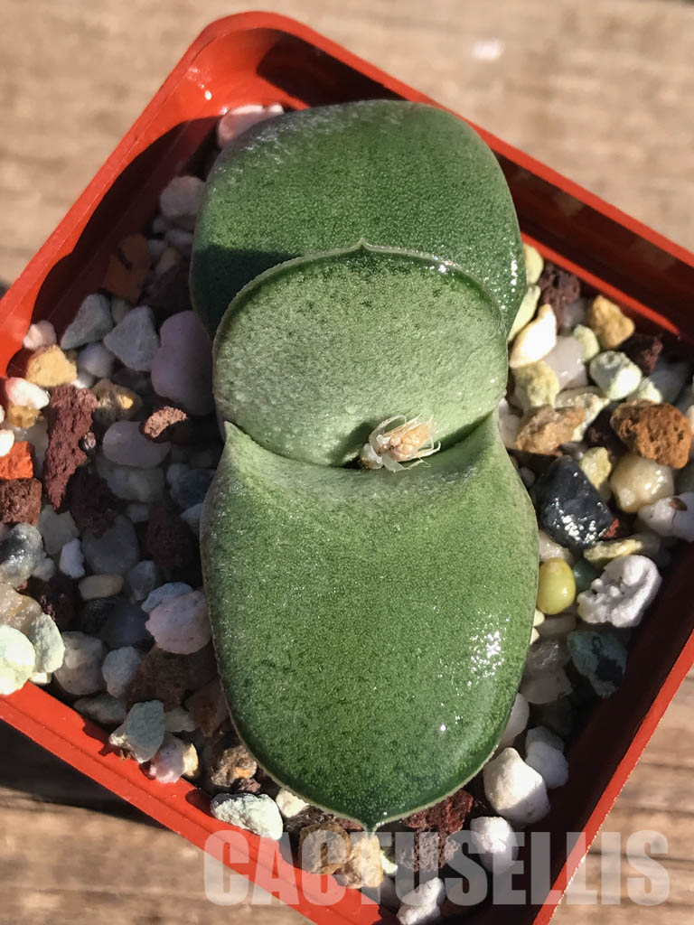 SHPR2509 Gasteria glomerata ex. Japan clone - Obrázek 4