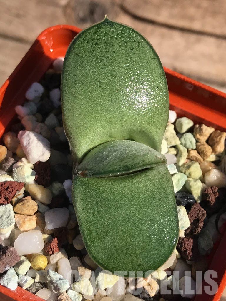 SHPR2509 Gasteria glomerata ex. Japan clone - Obrázek 5