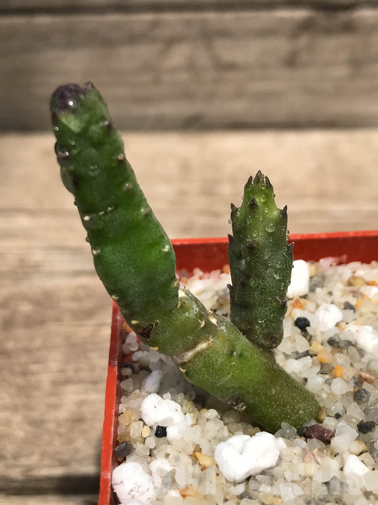 SHPR2583 Stapelia hirsuta