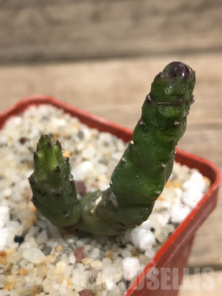 SHPR2583 Stapelia hirsuta - immagine 2