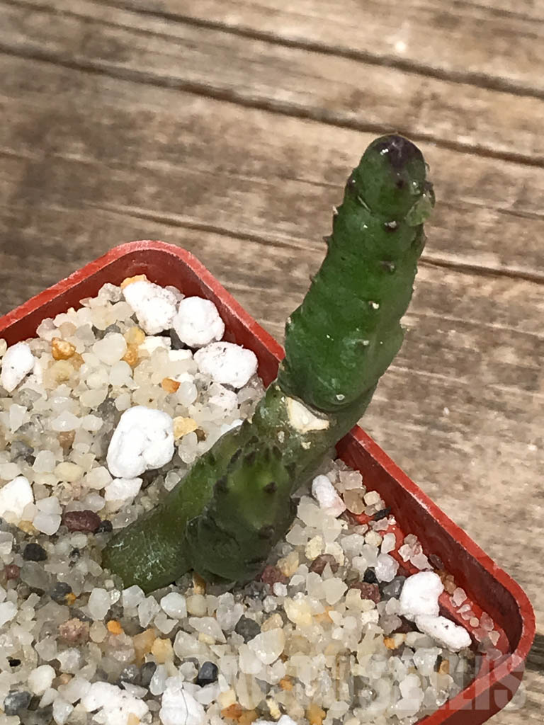 SHPR2583 Stapelia hirsuta - immagine 3