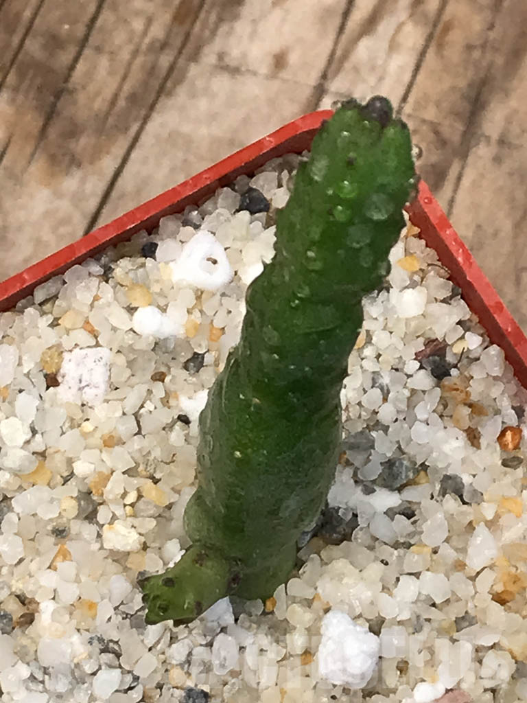 SHPR2583 Stapelia hirsuta - immagine 5