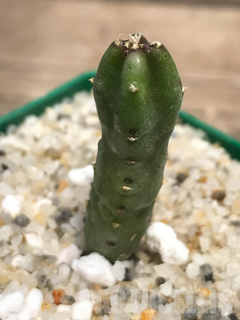 SHPR2583 Stapelia hirsuta - immagine 6