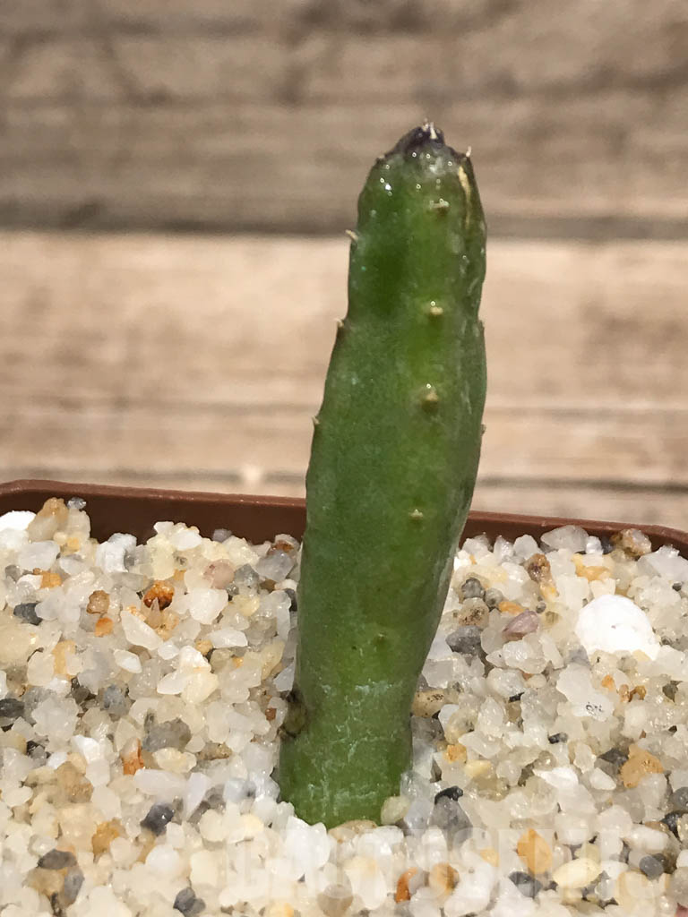 SHPR2583 Stapelia hirsuta - immagine 7