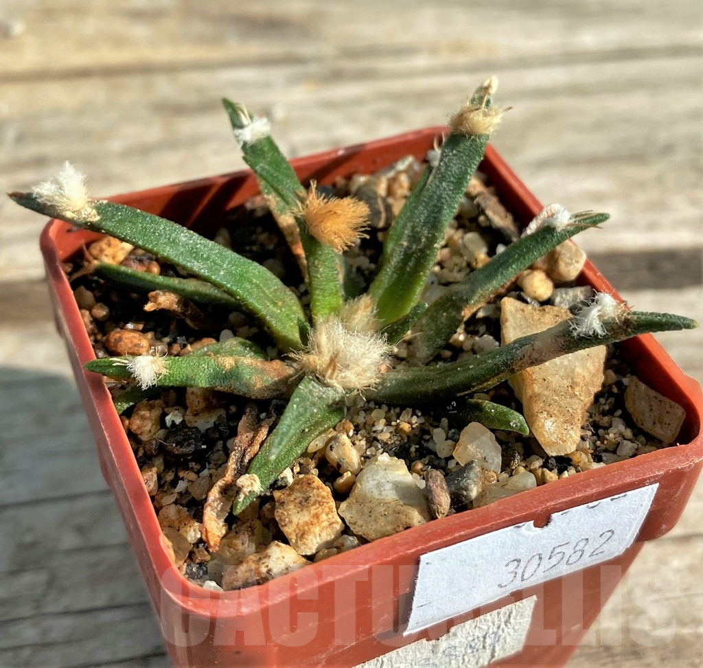 SH793 Ariocarpus agavoides -Mexico- old 10 yaers own roots - Obrázek 2