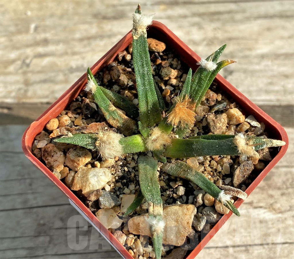 SH793 Ariocarpus agavoides -Mexico- old 10 yaers own roots - Obrázek 3