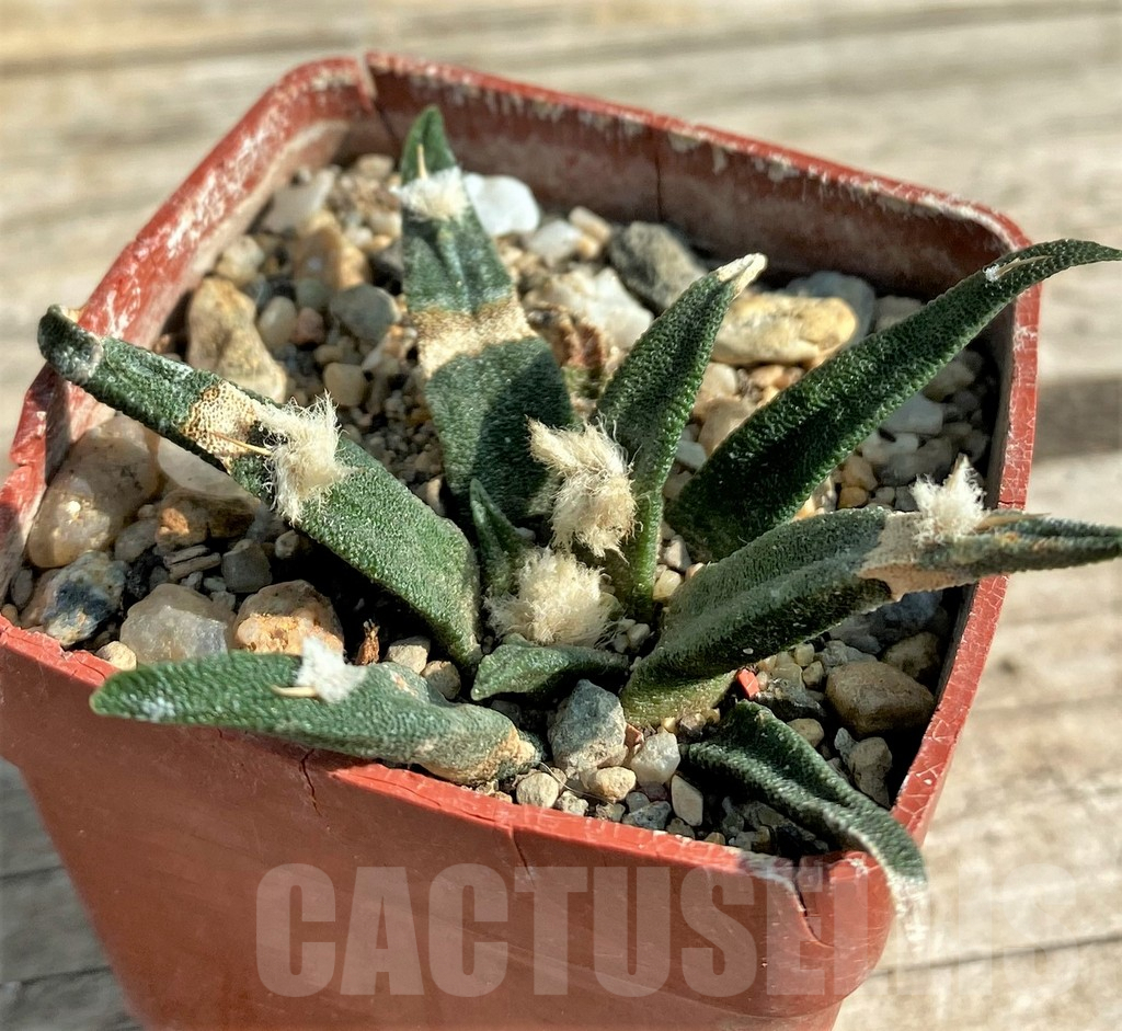 SHPR30583 Ariocarpus agavoides, Mexico