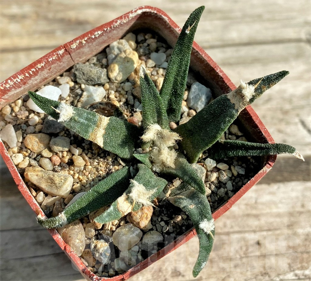 SHPR30583 Ariocarpus agavoides, Mexico - Image 2