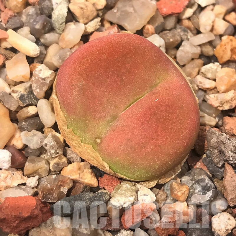 LOT168 20 SEEDS Conophytum maughanii 2023
