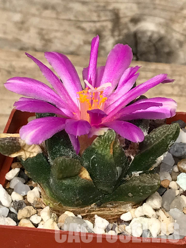 SHPR2687 Ariocarpus bravoanus
