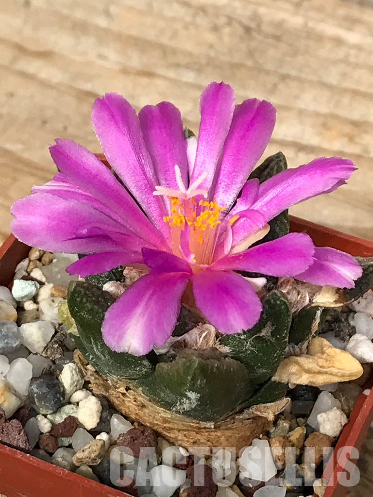 SHPR2687 Ariocarpus bravoanus - Image 3