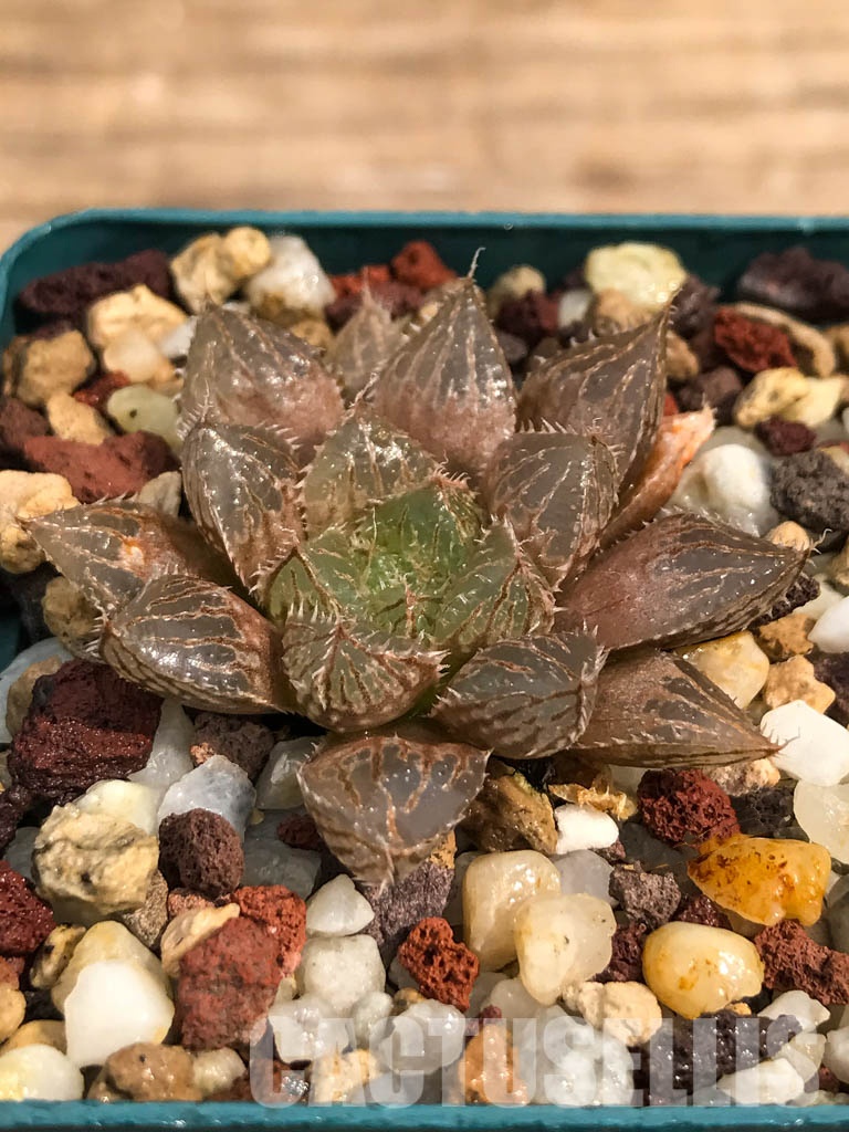 SHPR2842 Haworthia cv ‘Mirrorball’ HOX2, ex. Nishi, Japan