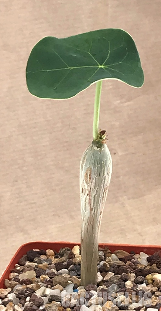 LOT167 5 SEEDS Jatropha podagrica