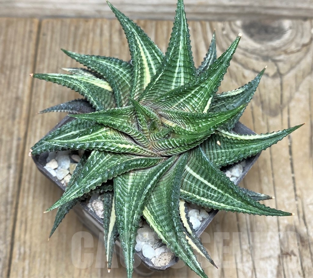 SHPR18446 Haworthia limifolia f. variegata