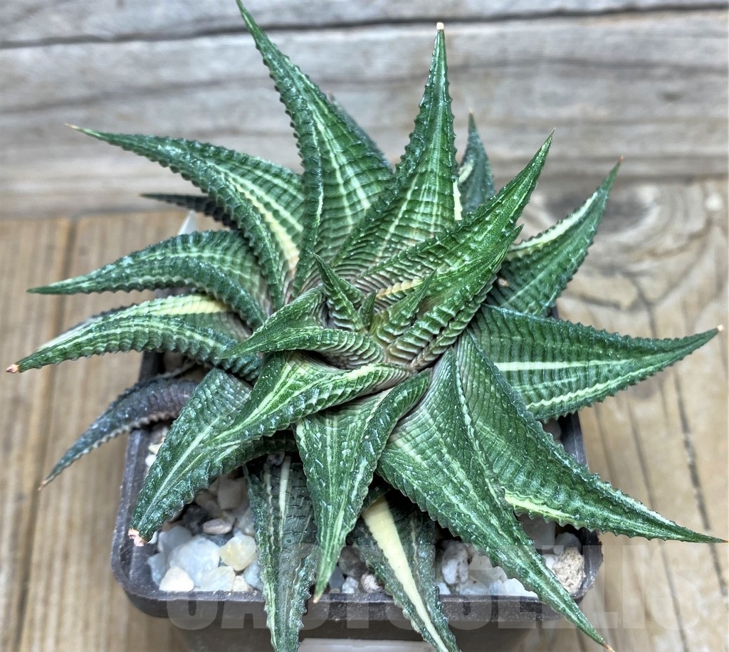 SHPR18446 Haworthia limifolia f. variegata - immagine 2