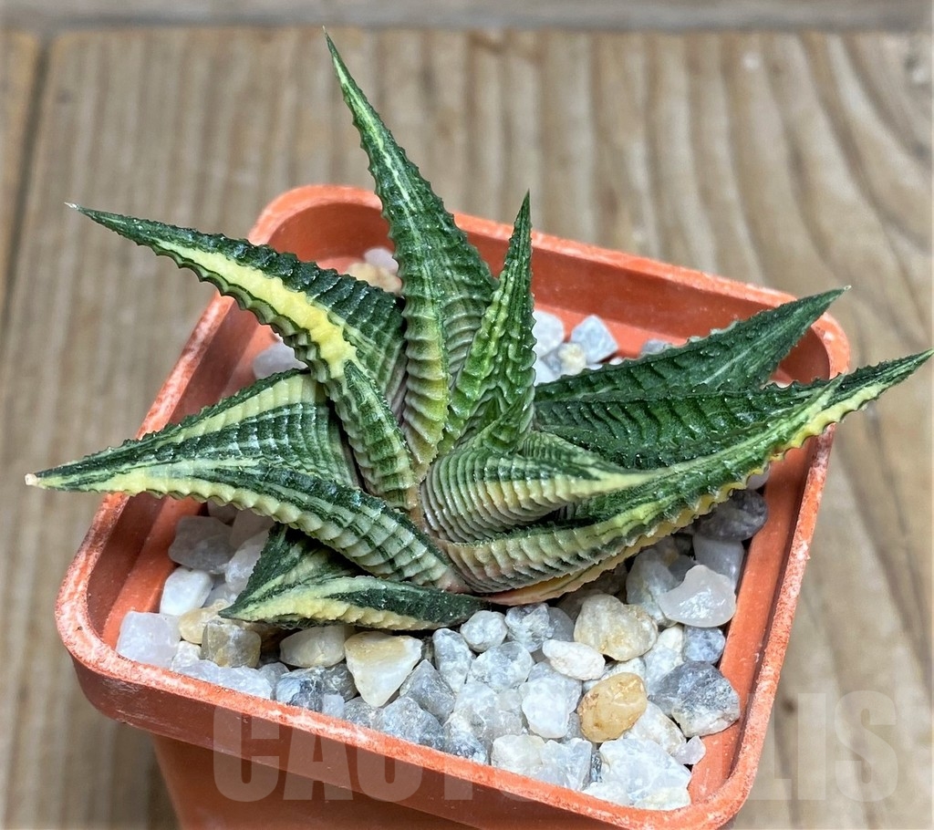 SHPR18447 Haworthia limifolia f. variegata - Image 2
