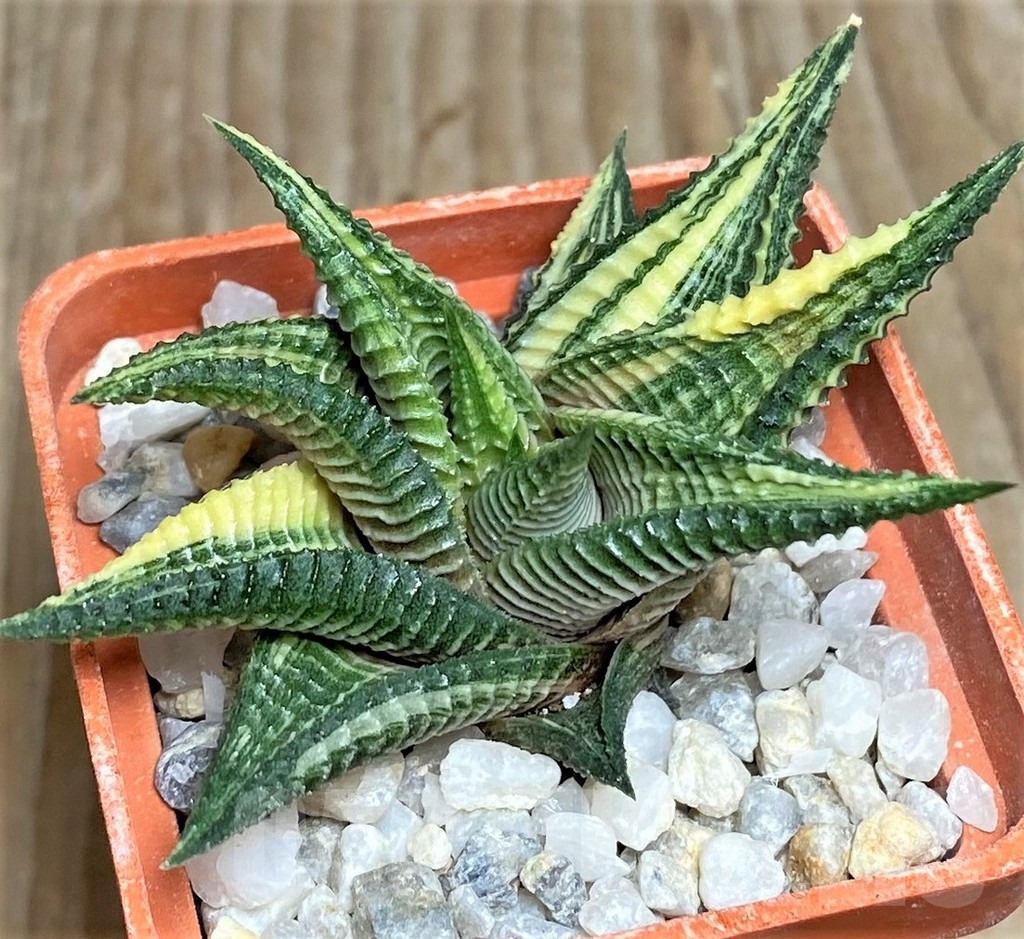SHPR18447 Haworthia limifolia f. variegata