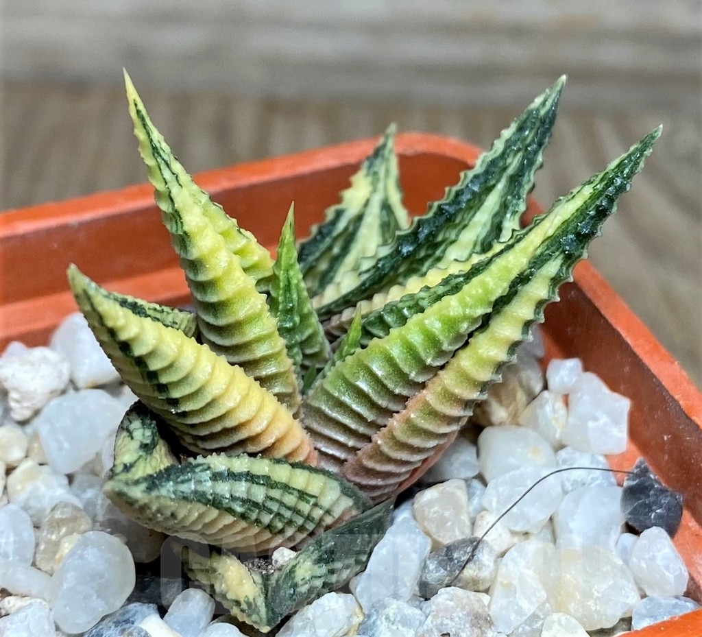 SHPR18448 Haworthia limifolia f. variegata