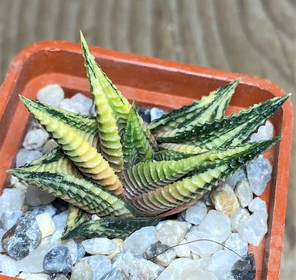 SHPR18448 Haworthia limifolia f. variegata - Image 2